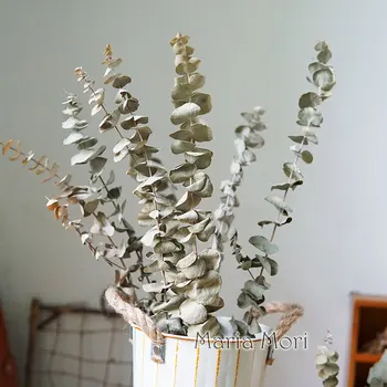 Kurutulmuş Doğal Okaliptüs Gerçek Yapraklar Kaynaklanıyor Şube Gerçek Bitki DIY Düğün ev ofis dekorasyonu
